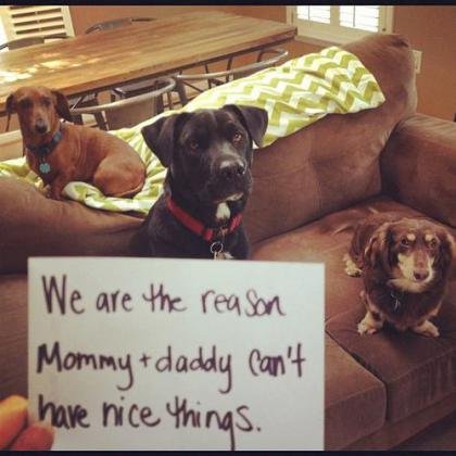 we-are-the-reason-mommy-daddy-cant-have-nice-things-dog-shaming-com.jpg