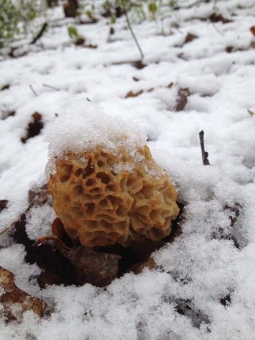 morel-mushrooms-atchison-ks_large.jpg