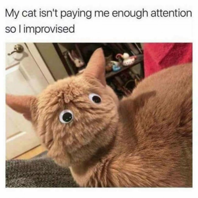 cat-memes-9380380416.jpeg