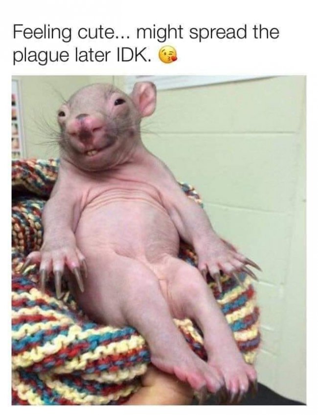 feeling cute plague.jpg