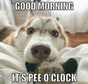 thumb_good-morning-its-pee-ocloci-mans-best-friend-telling-time-55957420.png