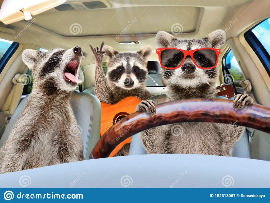 three-funny-raccoon-guitar-ride-car-152313067.jpg