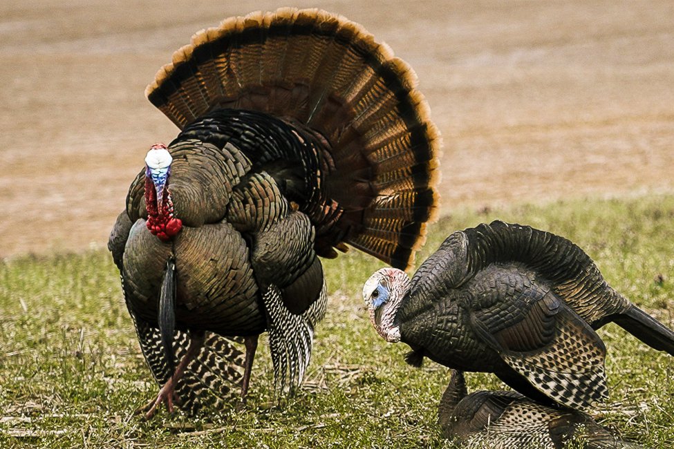 2022 Derek - Indiana Turkey-4.jpg