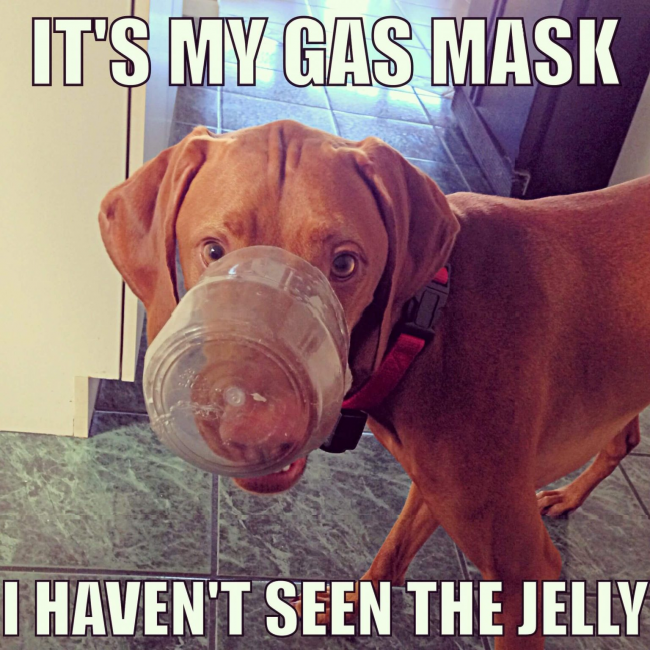 Vizsla Gas Mask.png