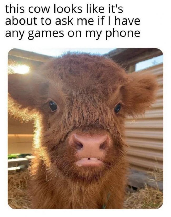 Cow Phone Games.jpg