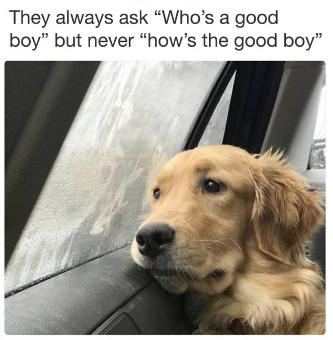 funny-meme-about-people-asking-who-is-a-good-boy-instead-of-how-is-a-good-boy.jpeg