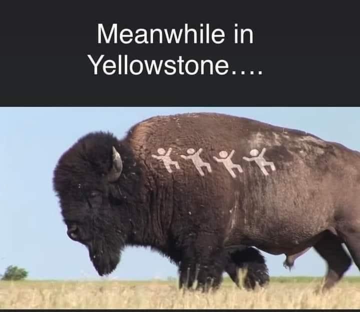 Bison Kills.jpg