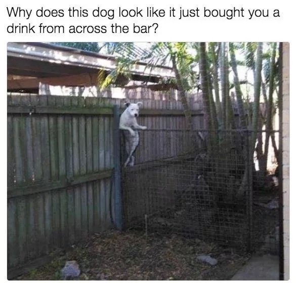 Dog Bar.jpg