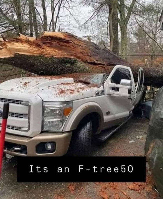 F Tree 50.jpg