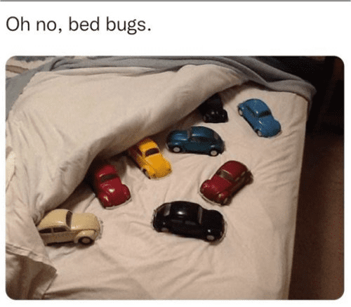 Bed Bugs.png