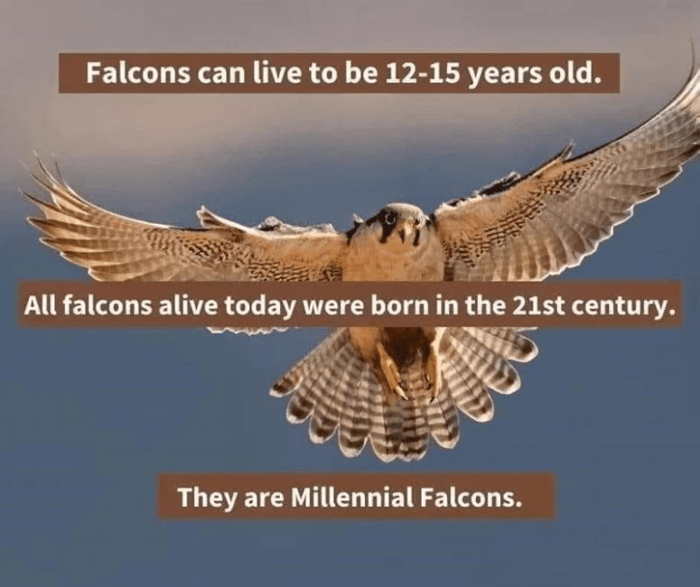 Millenial Falcons.png