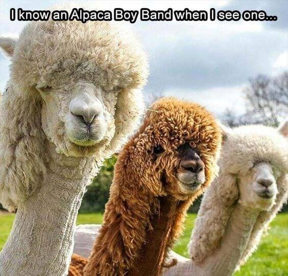 Alpaca-Memes-5-1.jpeg