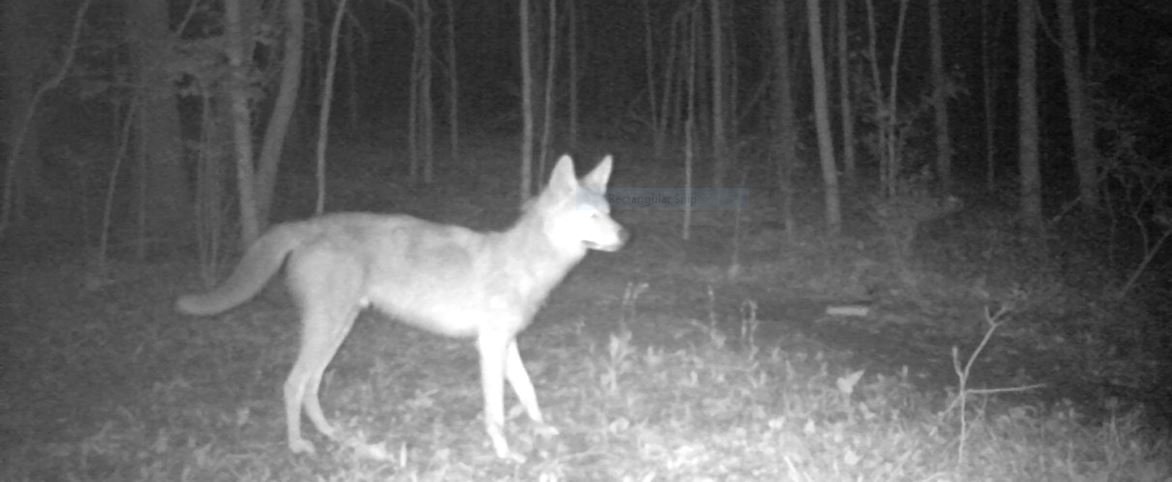 Large Coyote Male Trail 3.JPG