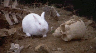 rabbit.gif