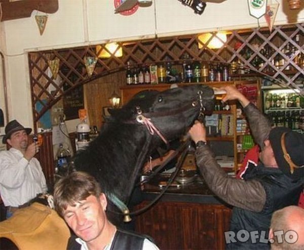 www.rofl.to_drunken-horse.jpg