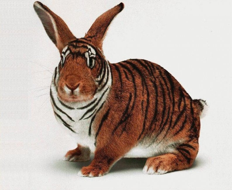 Tiger-Bunny.jpg