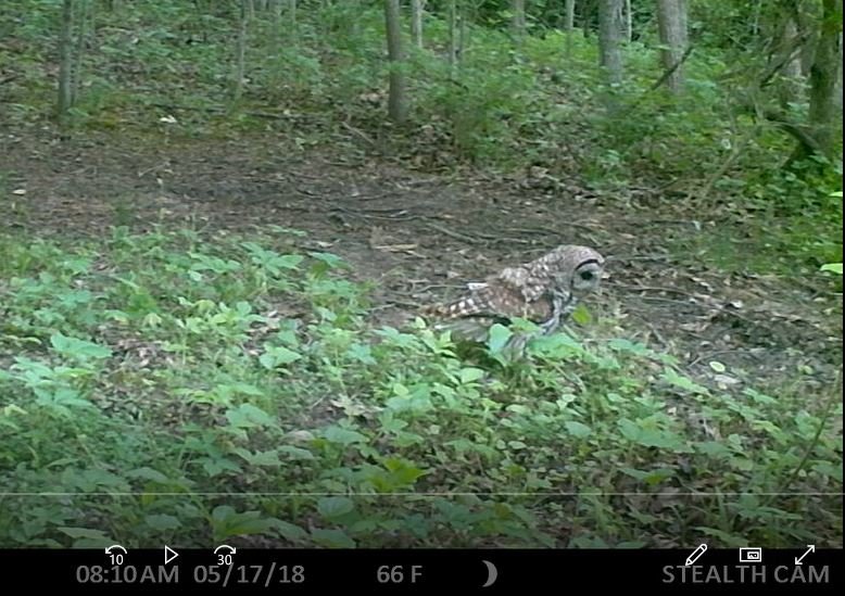 Owl on Camera during daytime.JPG