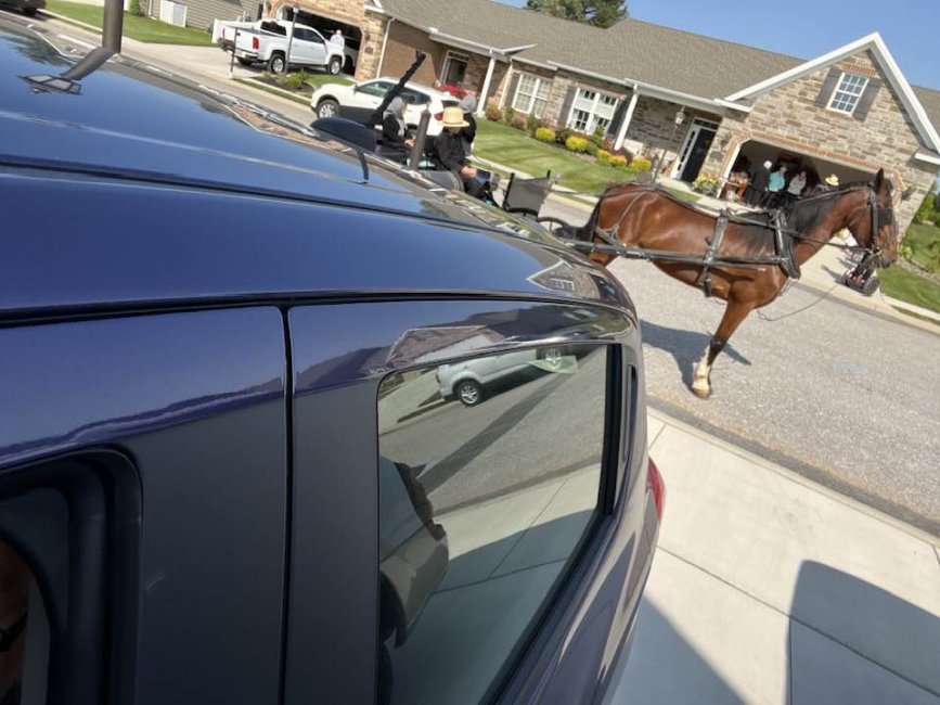 Amish Horse.jpg