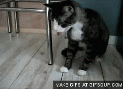 giphy (4).gif