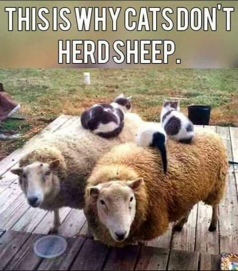 catssheep.png