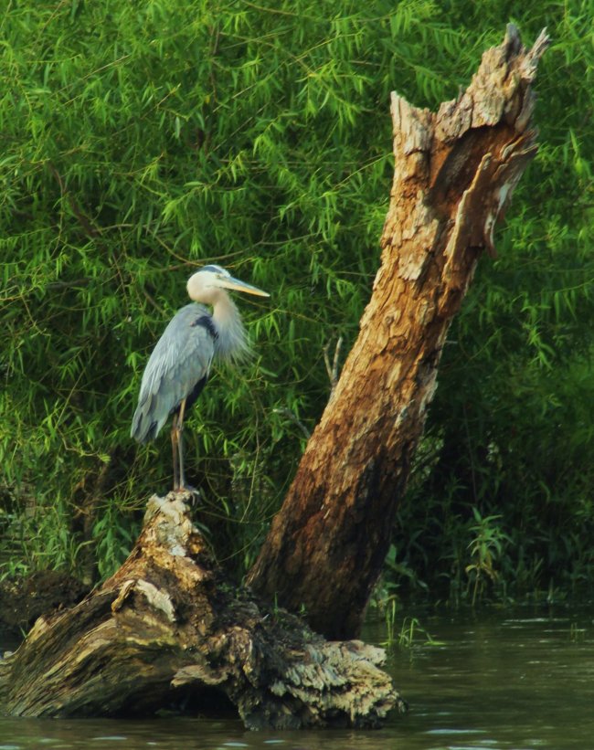 heron on log.jpg