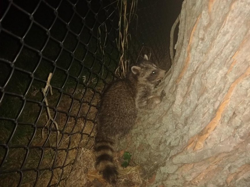 raccoon.jpg