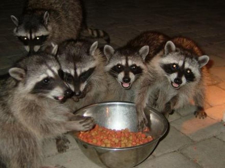 raccoons-1568x1176.jpeg