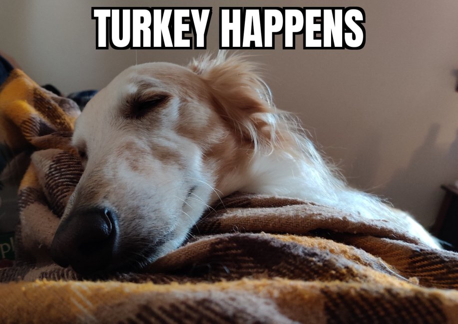 Silken Turkey Hound.jpg