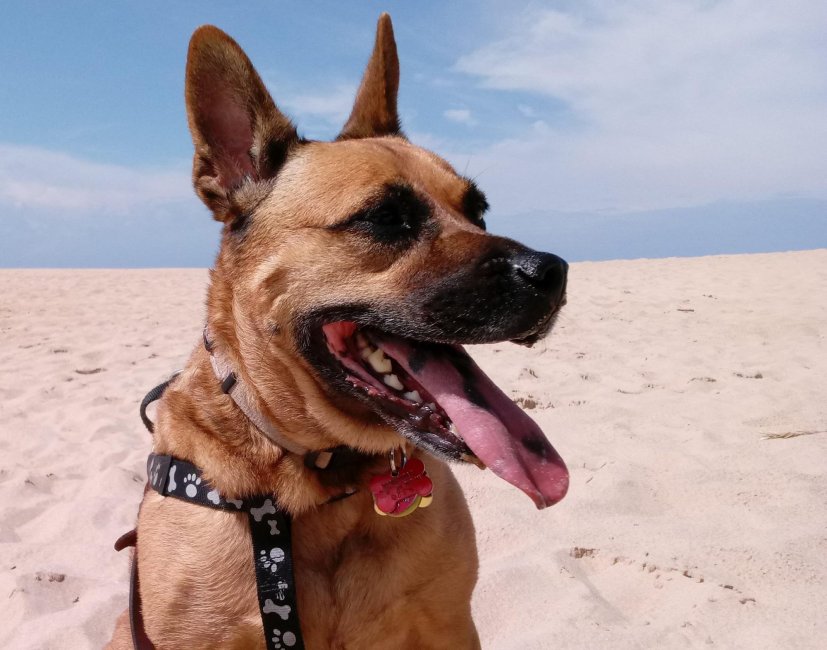 Cookie 1 Warren Dunes Sept 2018.jpg