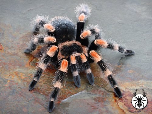 B_smithi_A1.jpg