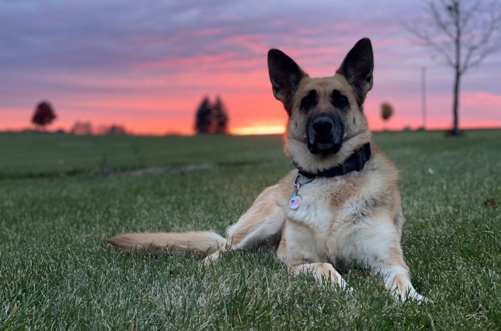 Sunset in the park.JPG