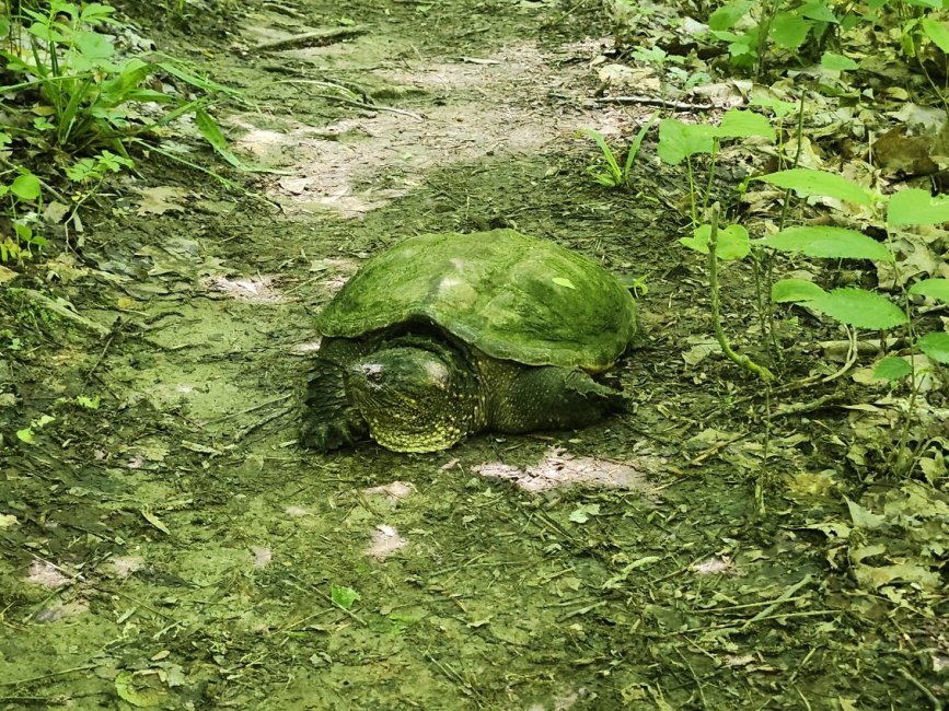 turtle.jpg