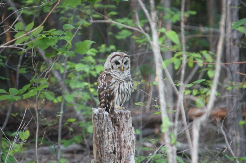 Barred Owl.jpg