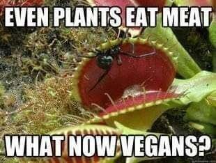 Plants eat meat4723_n.jpg