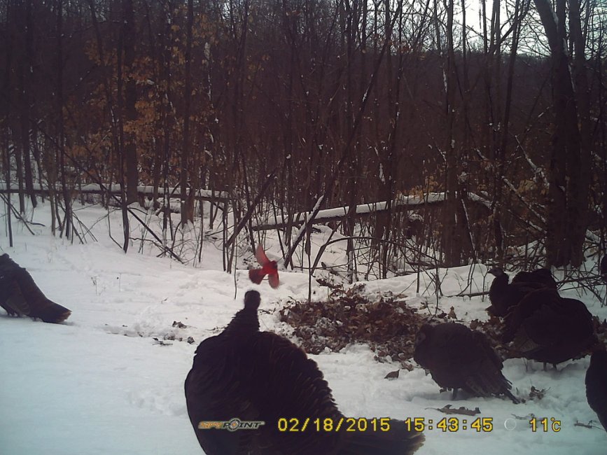 Cardinal with Turkeys.jpg