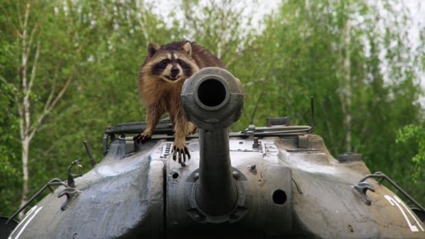 raccoon-2959354763.jpg