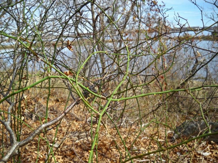 2 stem- roundleaf greenbrier.jpg