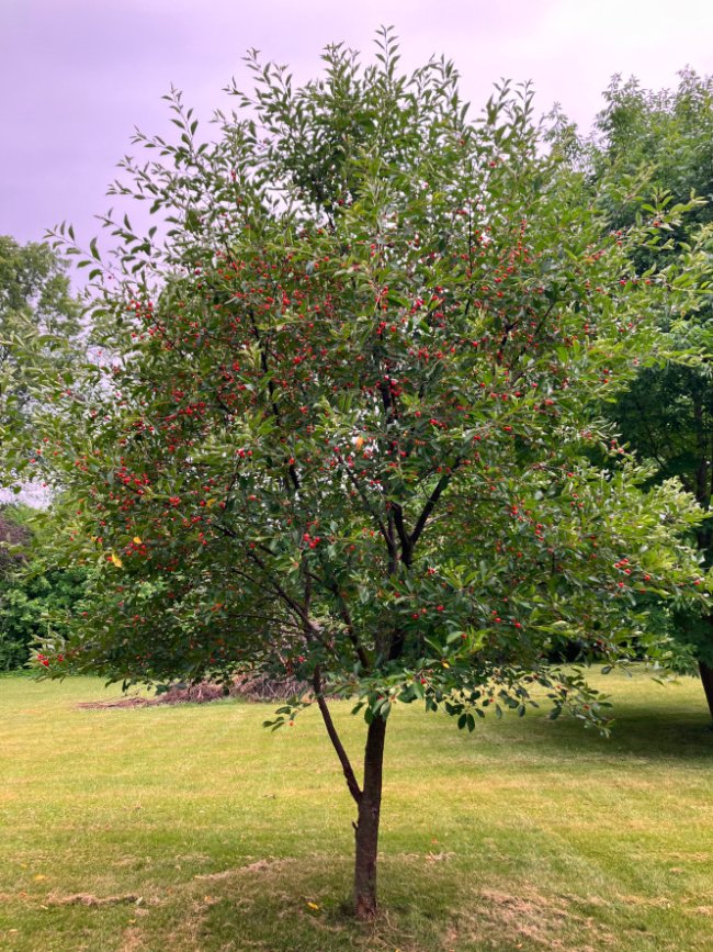 cherry_tree_2024_resiz.JPG