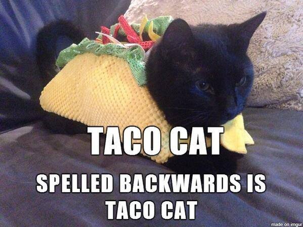 taco cat.jpg