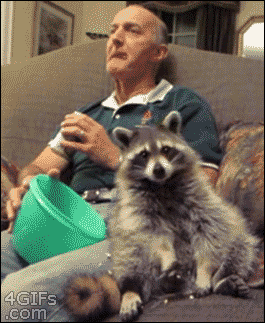 racoon-popcorn.gif