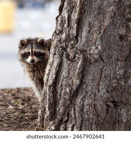 raccoon-peeking-behind-large-tree-260nw-2467902641.jpg