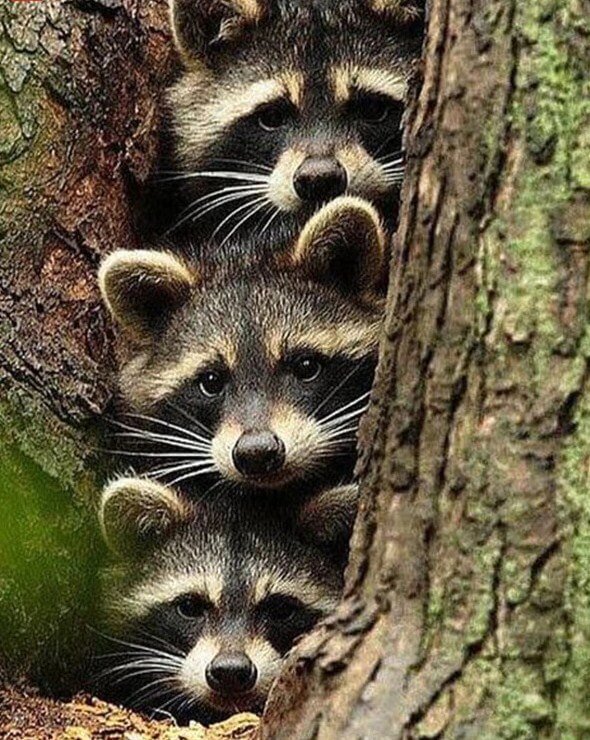 Three_Raccoons_Hiding_in_Tree_9fb16a87-a5e5-4fe6-a49a-e16ac3dda076.jpg