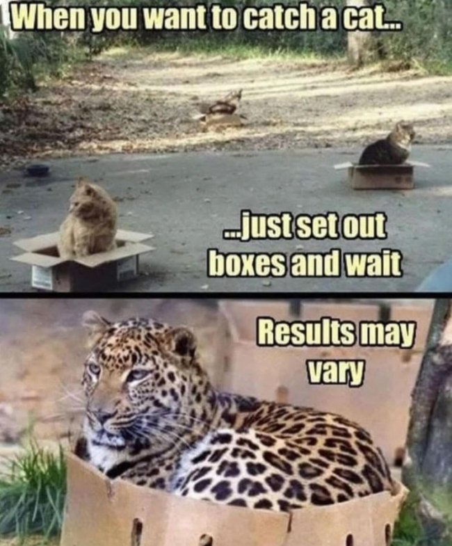 Cat box traps.jpg