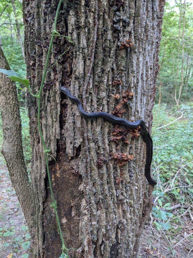 snek on tree.jpg