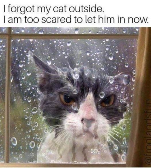 Afraid of Cat.jpg