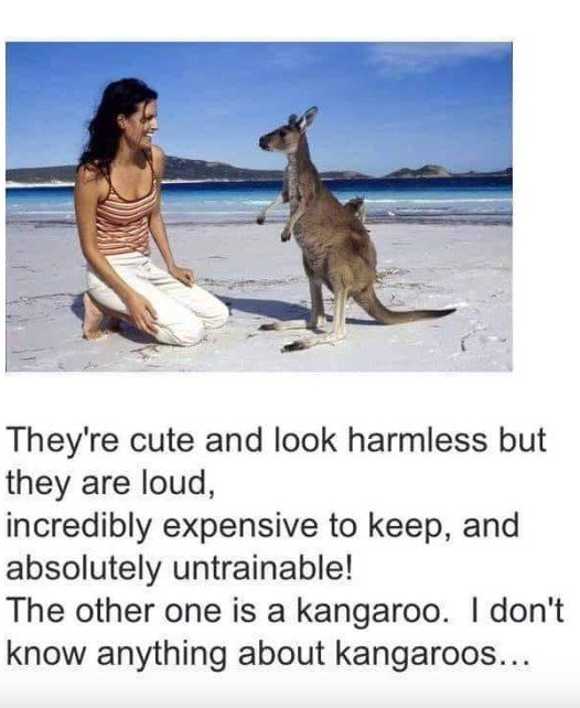 kangaroos.jpg