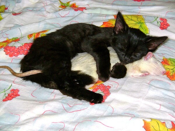 cat-hugging-white-rat.jpg