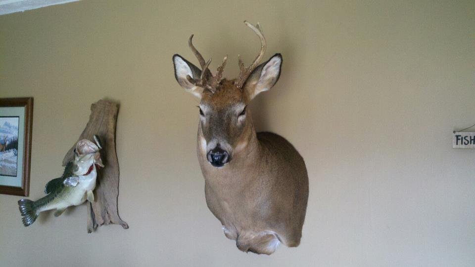 deer4.jpg