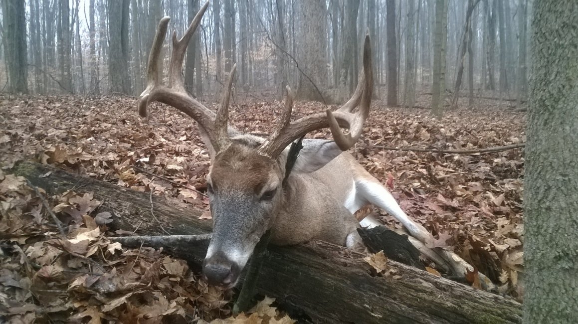 Parke Co 2014 Buck.jpg