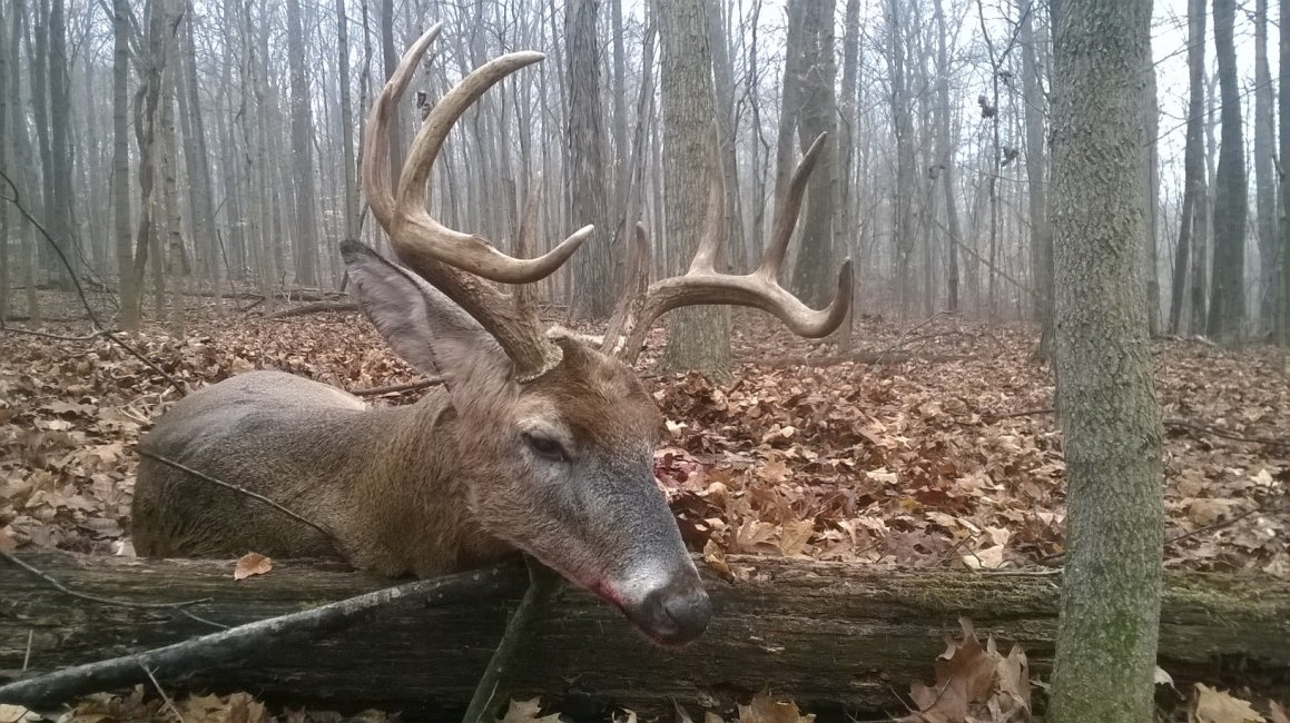 Parke Co 2014 Buck2.jpg